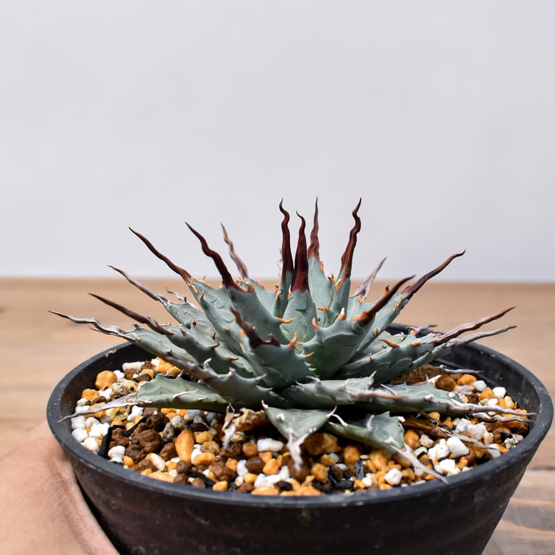 アガベ Dennis hybrid 妖炎X甲妖 /エボリスピナ