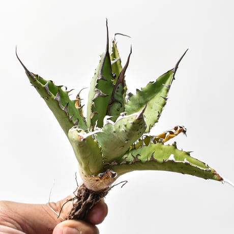 CATEGORY アガベ ハイブリット 