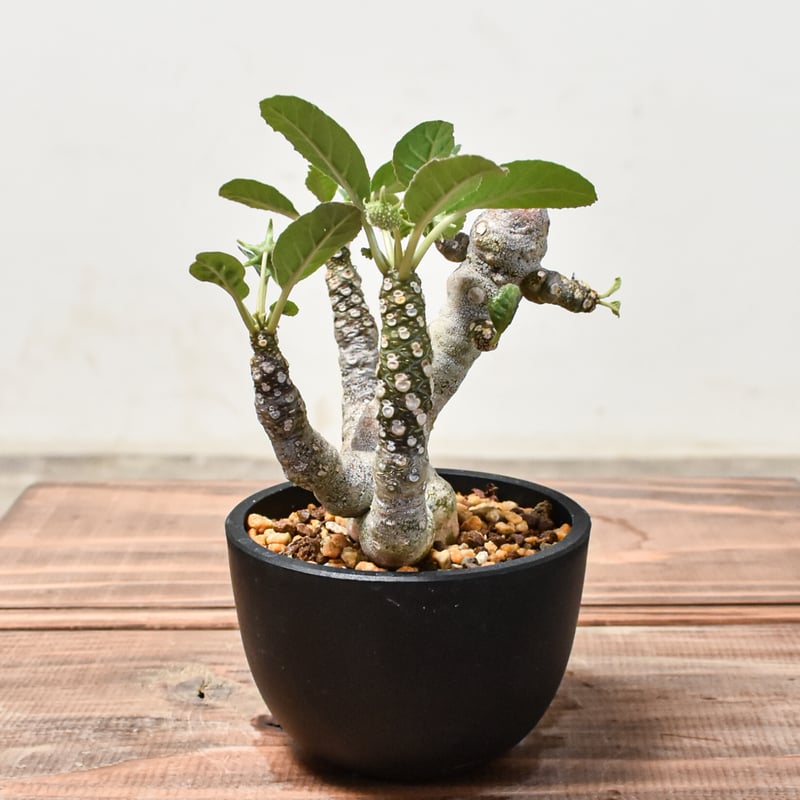 【発根済】ドルステニア フォエチダ ドルステニア フォエチダ【発根済み】GM2401747(T) | RAFLUM / ラフラム