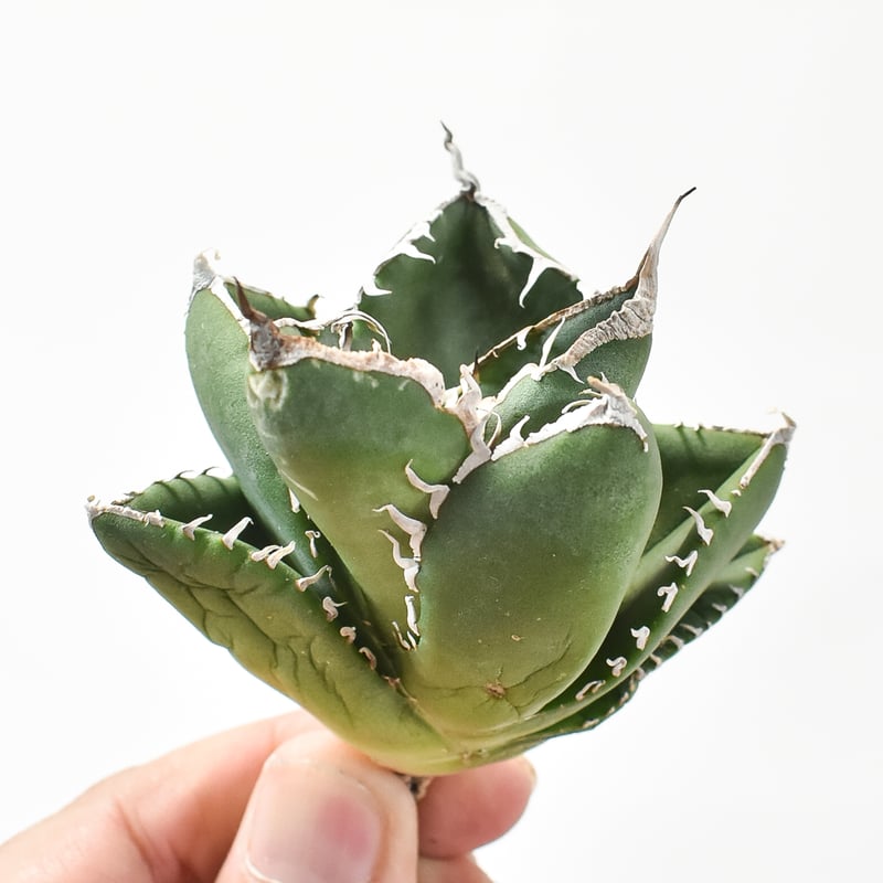 アガベ チタノタ 南アフリカダイヤモンド 