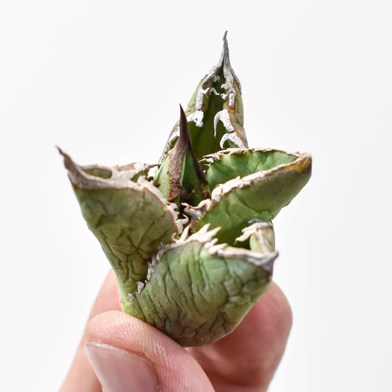 アガベ チタノタ 