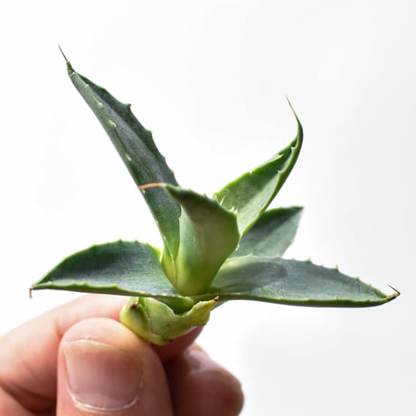 アガベ ハイブリット "邪霊" (特白肌怒雷神×血妖) 【台湾botanical_seeker産】RF25011590