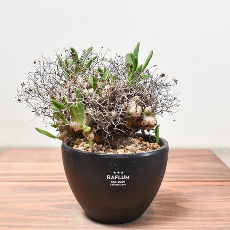 チレコドン　レティキュラータス　万物想　アナザータイプ　発根済み チレコドン レティキュラーツス 万物想 | GREEN LUCK