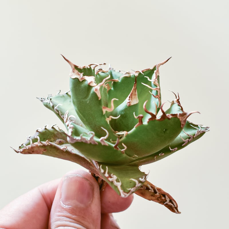 アガベ チタノタ ウルヴァリン / 金剛狼 【台湾 dragon agave産