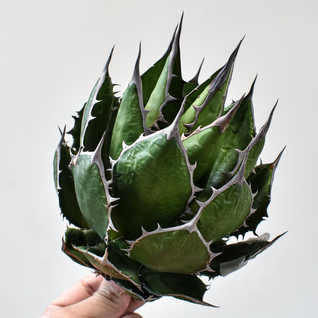 アガベ ホリダ【OSP選抜株 / 抜き苗】43 | RAFLUM / ラフラム｜東京