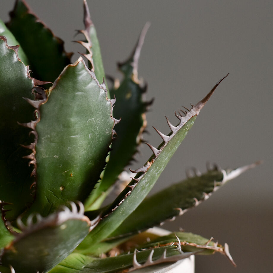 アガベ ホリダ【説明不要の超人気株！ワイドリーフ！鋸歯の鋭さ