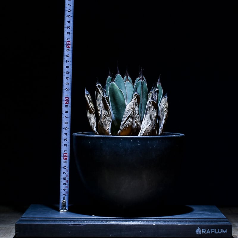 アガベ フェルディナンドレジス 