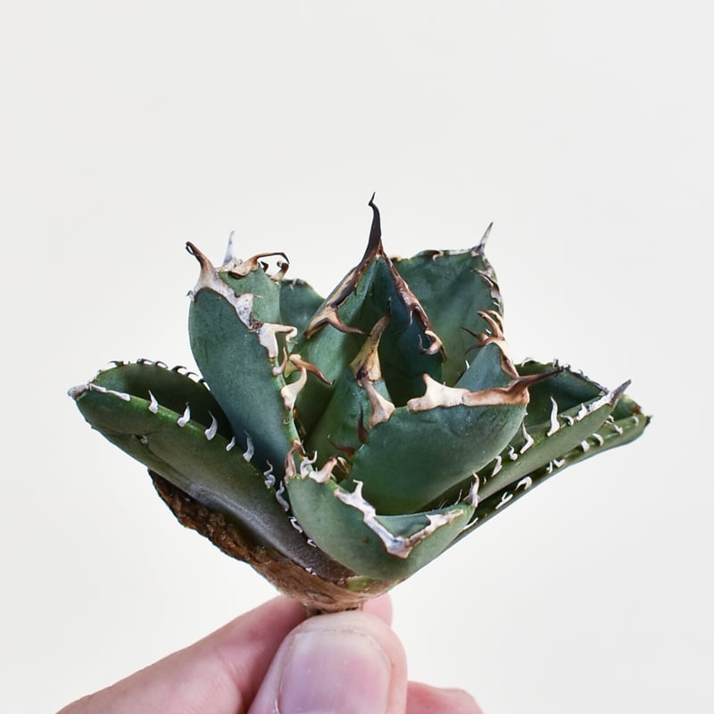 アガベ チタノタ no name 8株セット コレクション株 アガベ チタノタ no name 8株セット コレクション株 アガベ