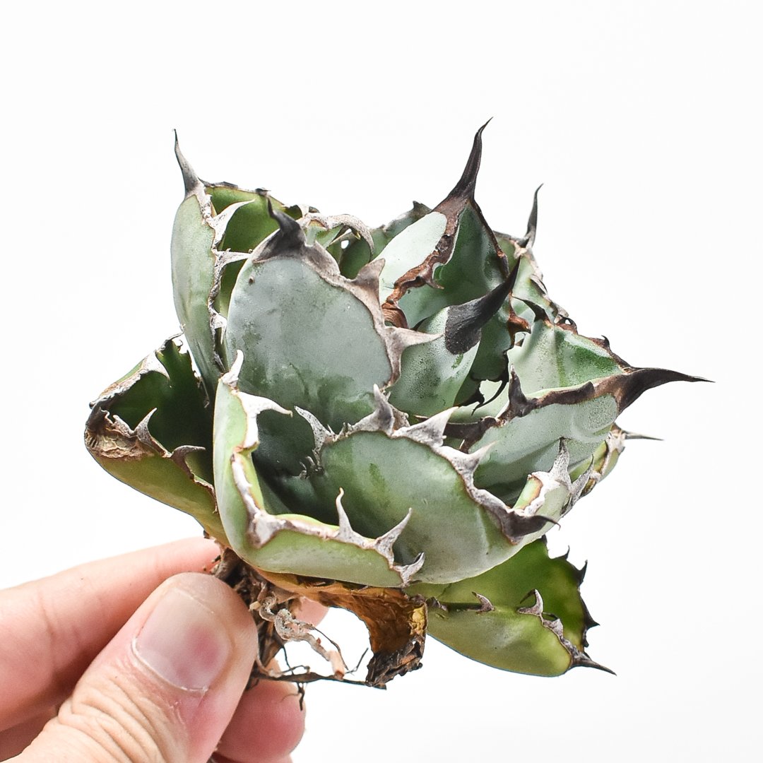 アガベ チタノタ ブラックアンドブルー 龍球會産 BB 大株 1️⃣ アガベ チタノタ ブラックアンドブルー / BB 藍球 【台湾 dragon