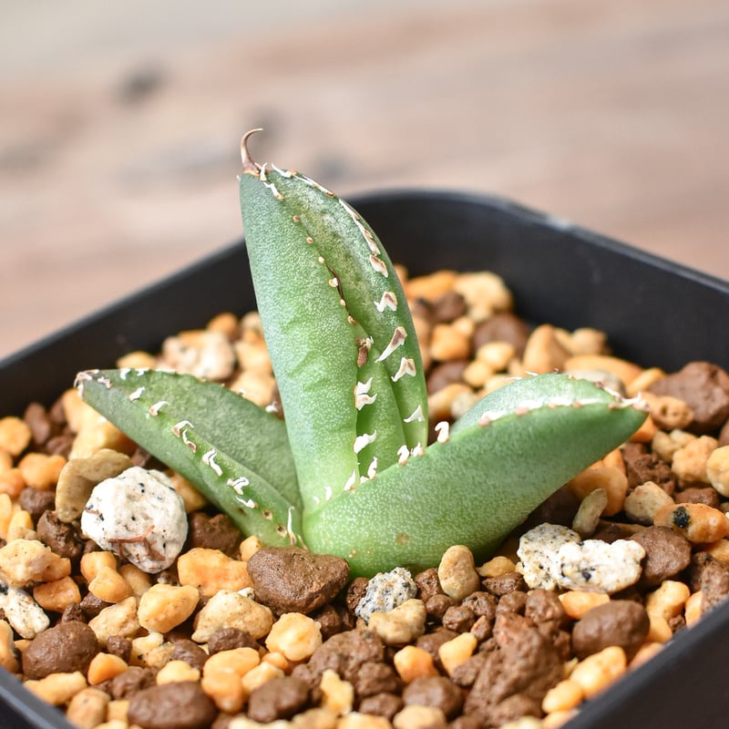 アガベ 　雪豹　子株 アガベ チタノタ 