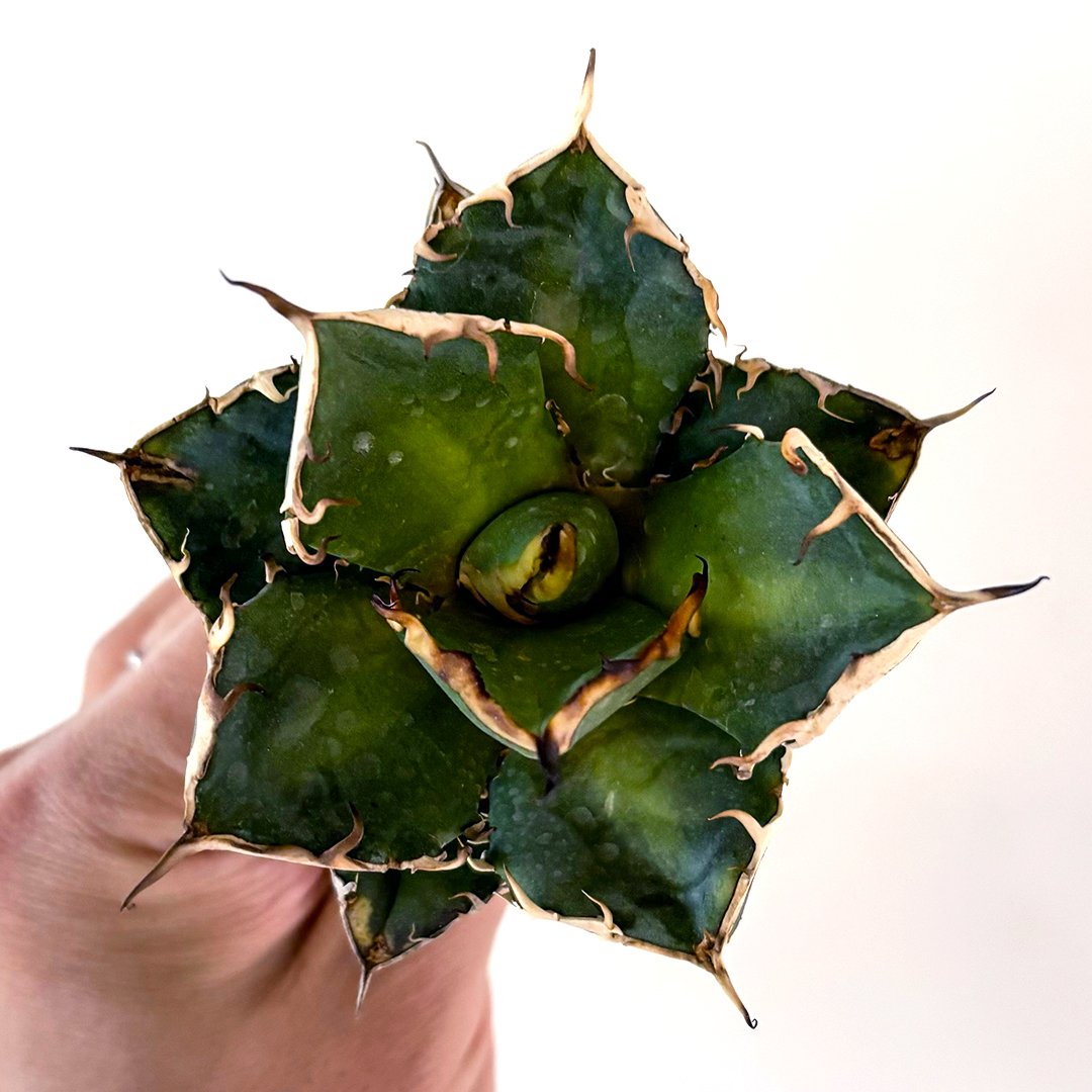 アガベ チタノタ ゴーストクロウ / 鬼爪 【台湾産/抜き苗