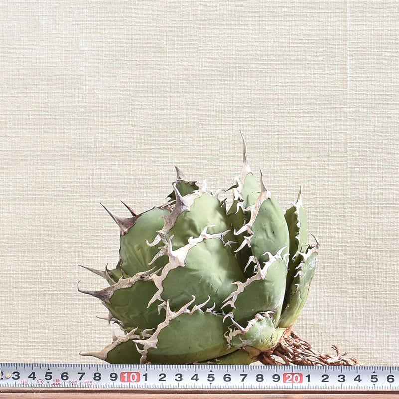 アガベ チタノタ 