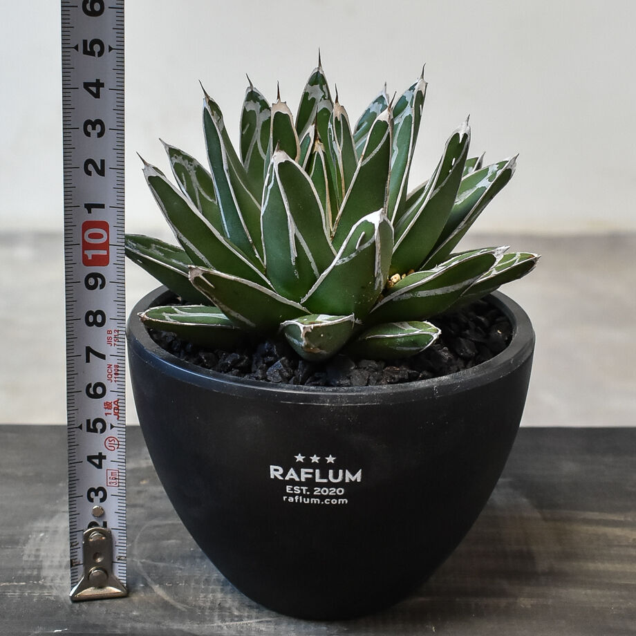 アガベ ビクトリアレジーナ 