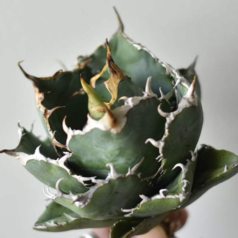 アガベ チタノタ 白鯨 (抜き苗販売) RF22705 | RAFLUM