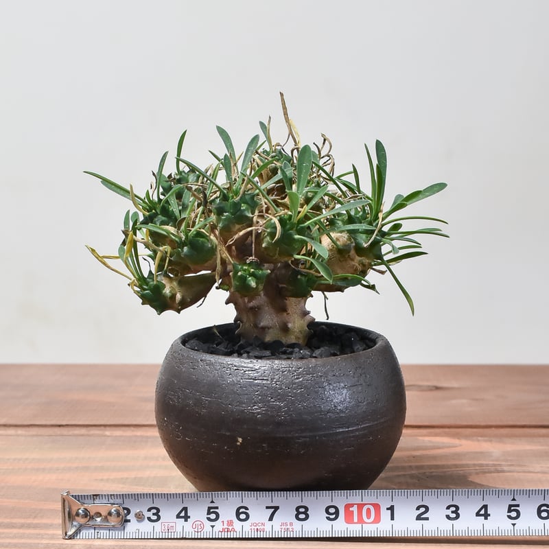 ユーフォルビア ガビザン 