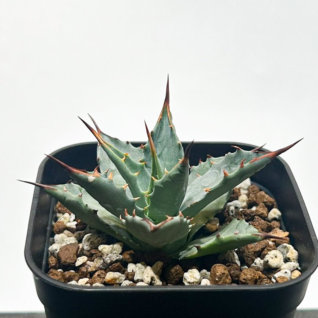 アガベ レア 台湾の星 フォルモサ スター 発根済み イシスメンシス ポタトラム アガベ レア 台湾の星 フォルモサ スター 発根済み