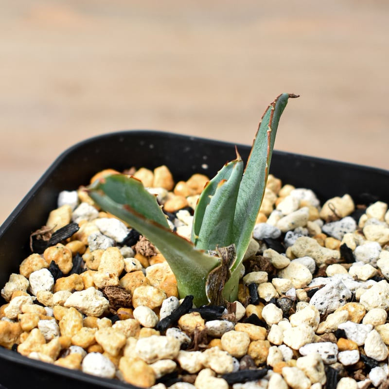 アガベ ハイブリット 