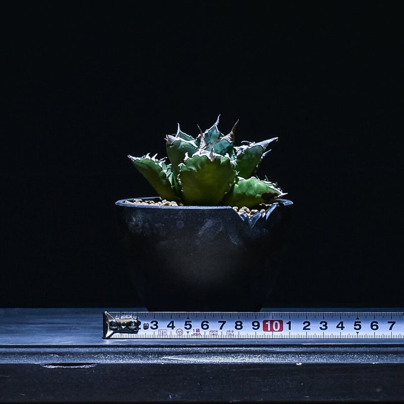 アガベ チタノタ ソーラーエクリプス