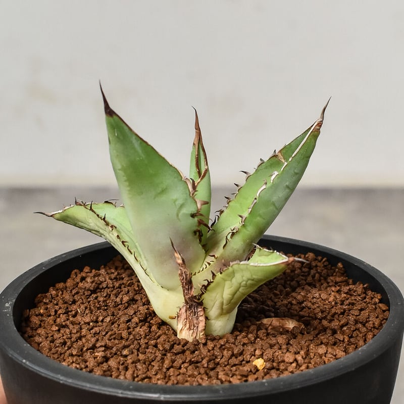 アガベ チタノタ 