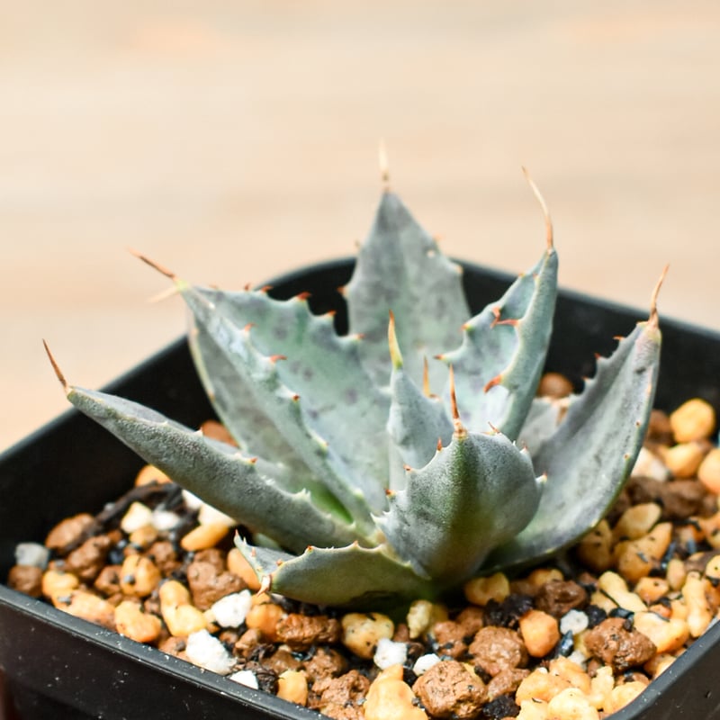 アガベ ハイブリット 