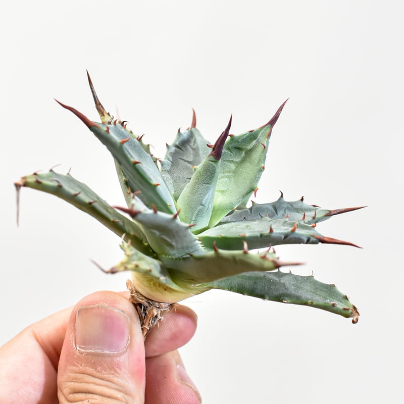 アガベ ハイブリッド 姫蠍蟹 イシスメンシス 甲蟹 アガベ Cj Plants産 イシスメンシスハイブリッド 姫蠍蟹2 アガベ・姫蠍蟹 (