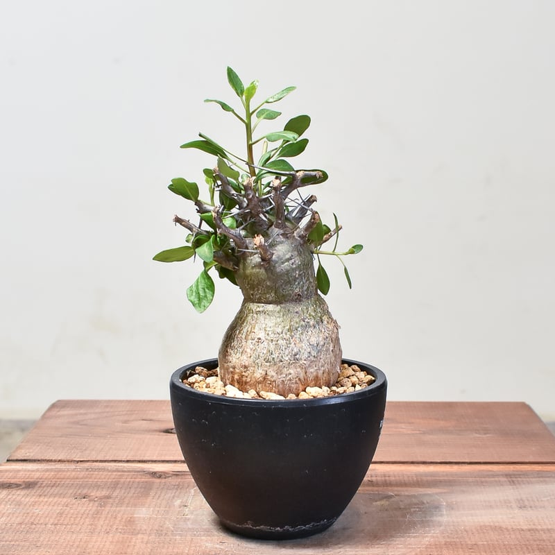 大株 フォークイエリア コルムナリス 観峰玉 フォークイエリア コルムナリス観峰玉 | hanayoshi-botanical