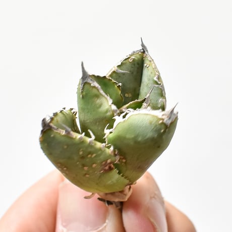 アガベ チタノタ 麻花龍  【台湾 berlin産/子株/抜き苗】G BE2402606(T)