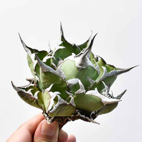 アガベ チタノタ "精品ハデス" / 精品黒帝斯、精品恐竜牙歯 【台湾 dragon agave産/中株/抜き苗】D