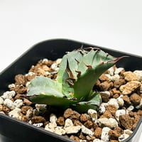 アガベ ホリダ【説明不要の超人気株！ワイドリーフ！鋸歯の鋭さ