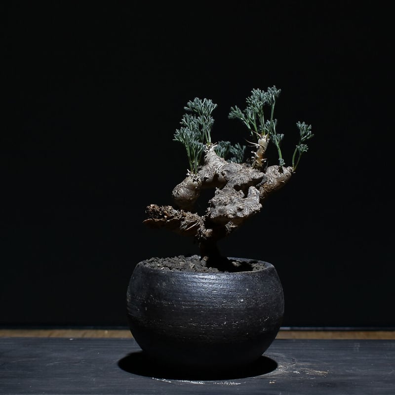 サルコカウロン ムルチフィズム 