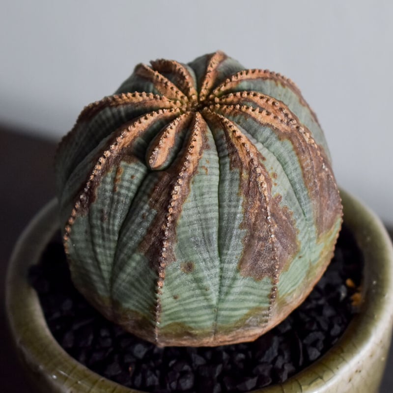 ユーフォルビア オベサ オールド 木質化 大株② オールドオベサ:ユーフォルビア【発根株】大株木質化ホリダバリダ多肉