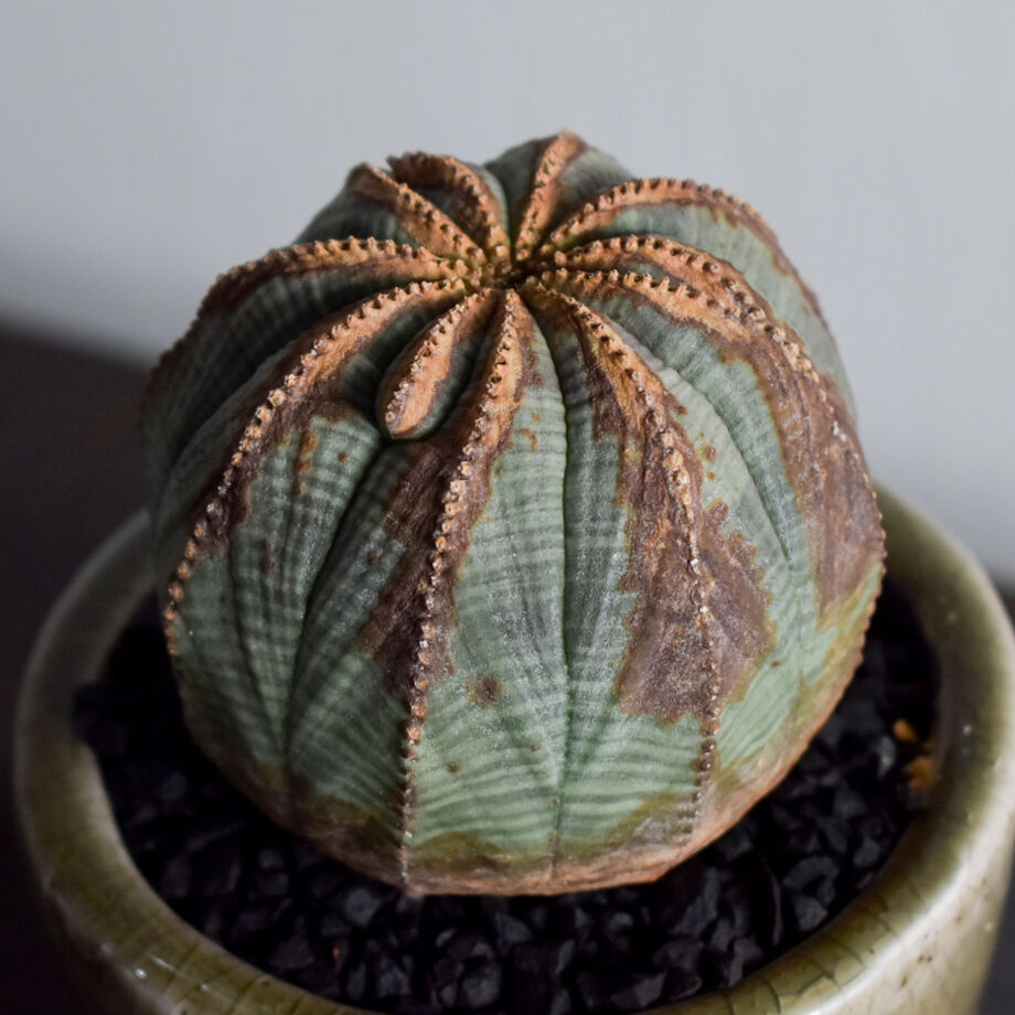 は*こ様 ユーフォルビア オベサ オールド 木質化 大株② ユーフォルビア オールド オベサ 木質化 S 雌