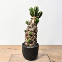 ペラルゴニウム ミラビレ 大株（発根済み）C RF231902(T) | RAFLUM / ラ