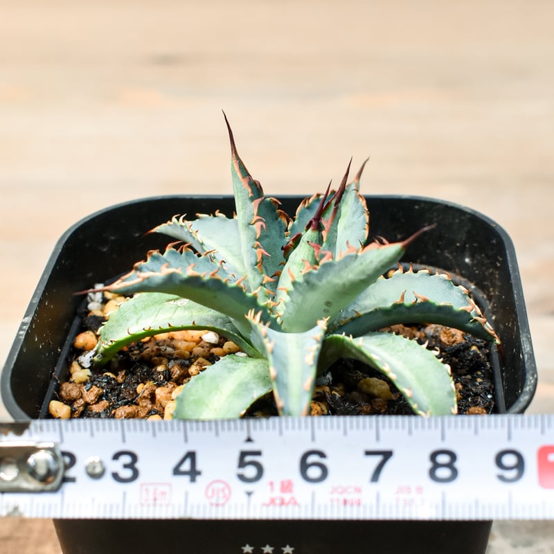 アガベ ハイブリット 