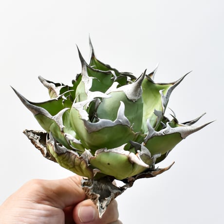 アガベ チタノタ "精品ハデス" / 精品黒帝斯、精品恐竜牙歯 【台湾 dragon agave産/中株/抜き苗】I