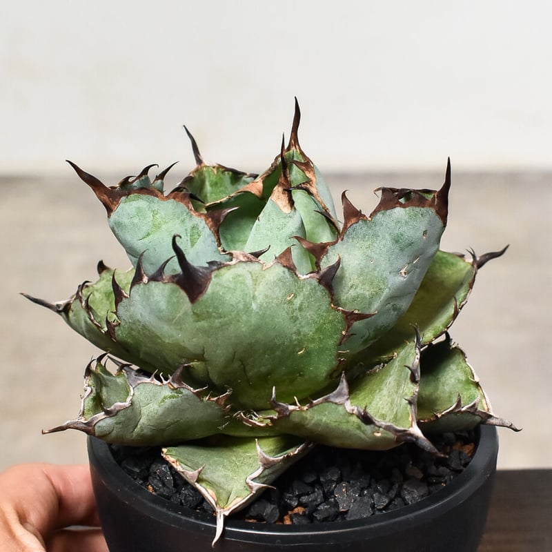 アガベ チタノタ ブラックアンドブルー 