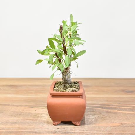 【“WACK” ON YOUR SIDE】フォークイエリア ファシクラータ WACK-A107