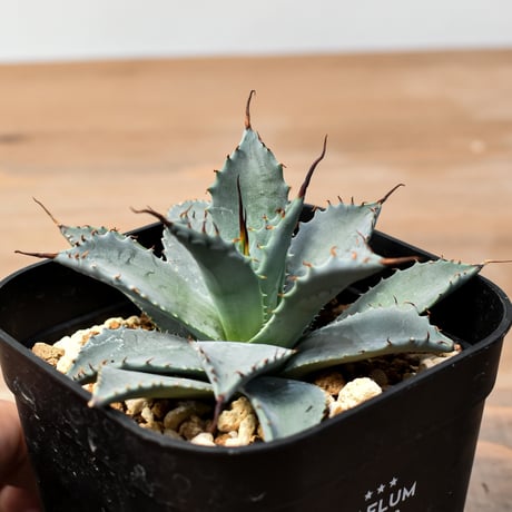 アガベ ハイブリット 日系イシスメンシス×象牙妖炎（陽炎エボリ）【台湾botanical_seeker産】RF25011393