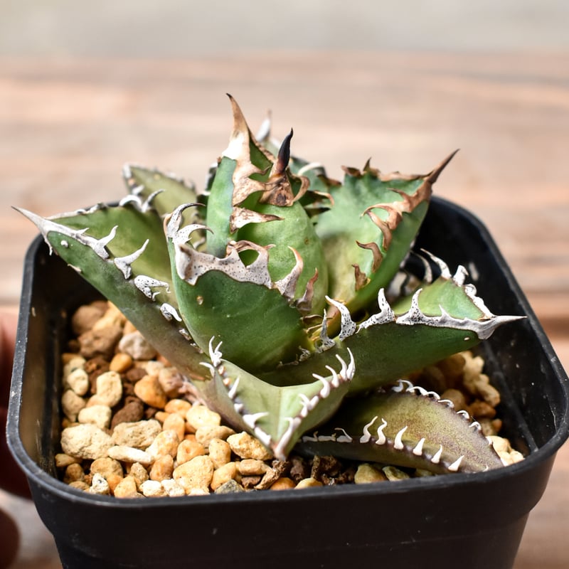 アガベ チタノタ 