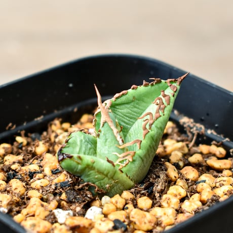 アガベチタノタ麻花龍 | STORES