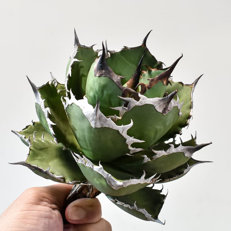 アガベ チタノタ シャークソード 