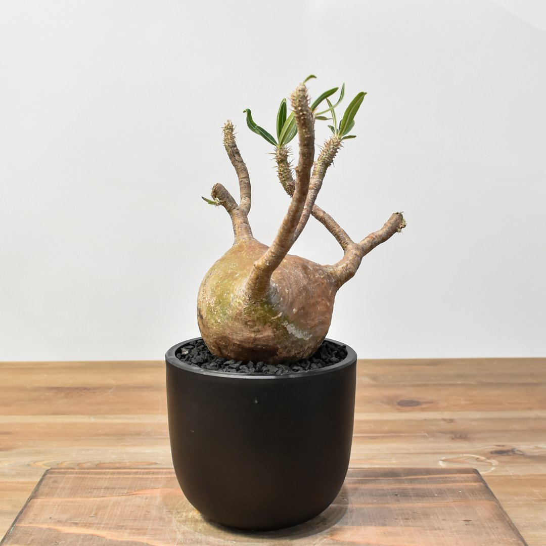 ザ*）様 パキポディウム グラキリス 発根済pachypodhium Graci パキポディウム グラキリス Pachypodium gracilius 発根済 (gk-47