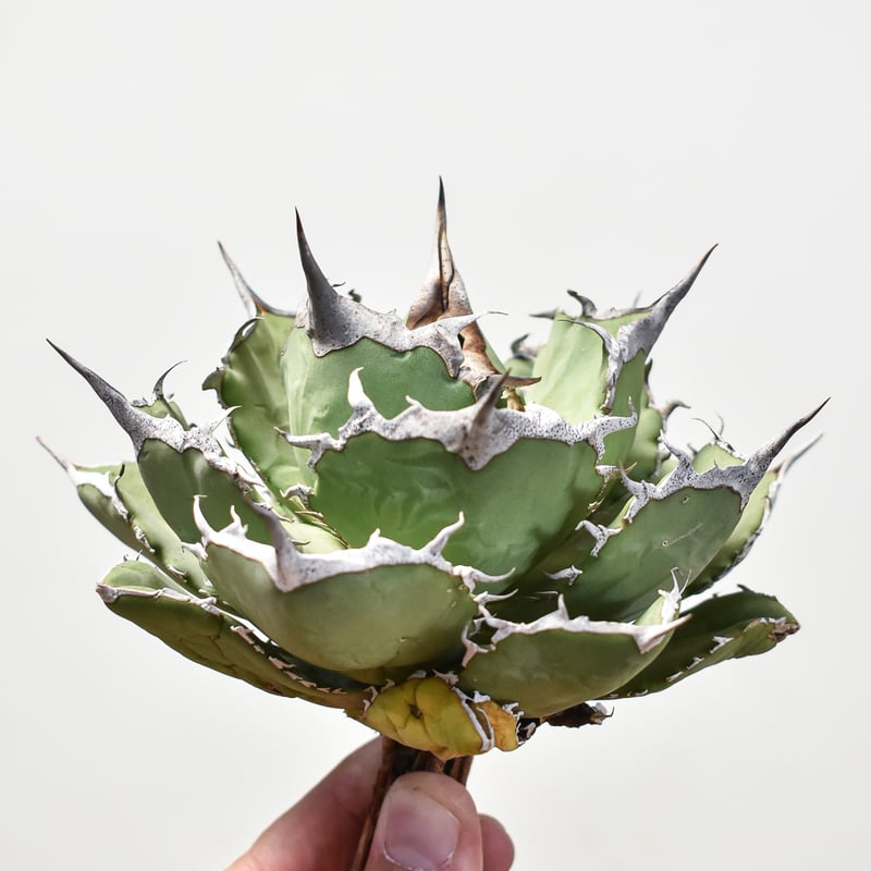 アガベ　チタノタ　巨獣　子株付き アガベ チタノタ巨獣 Agave titanotaGiant Beast
