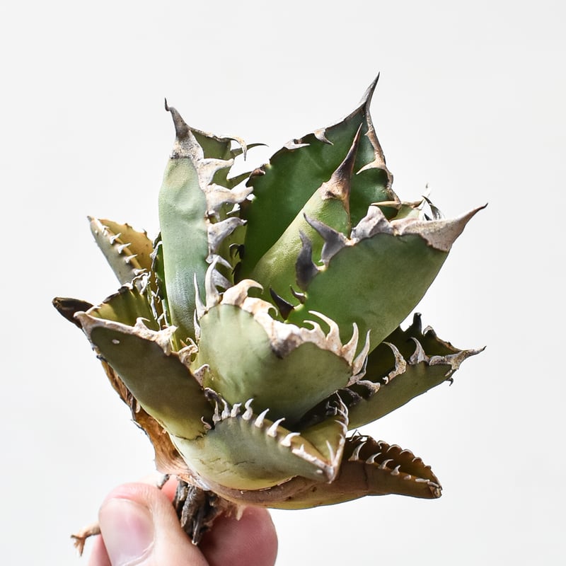 アガベ チタノタ Red Catweazle　地獄猫　極上　中株 アガベ チタノタ レッド キャットウィーズル（赤猫）033 – linkplants