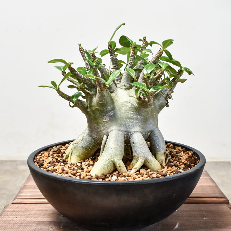 ② ［大株］アデニウム アラビカム 実生 アデニウム アラビカム PNW 実生株 Adenium arabicum Phet na wa