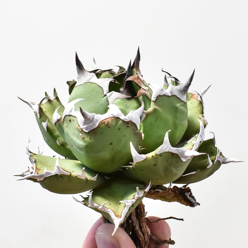 アガベ　チタノタ　姫厳竜　ドワーフ　7株まで個数指定型最大35％オフ アガベ チタノタ ドワーフ / 姫厳竜 