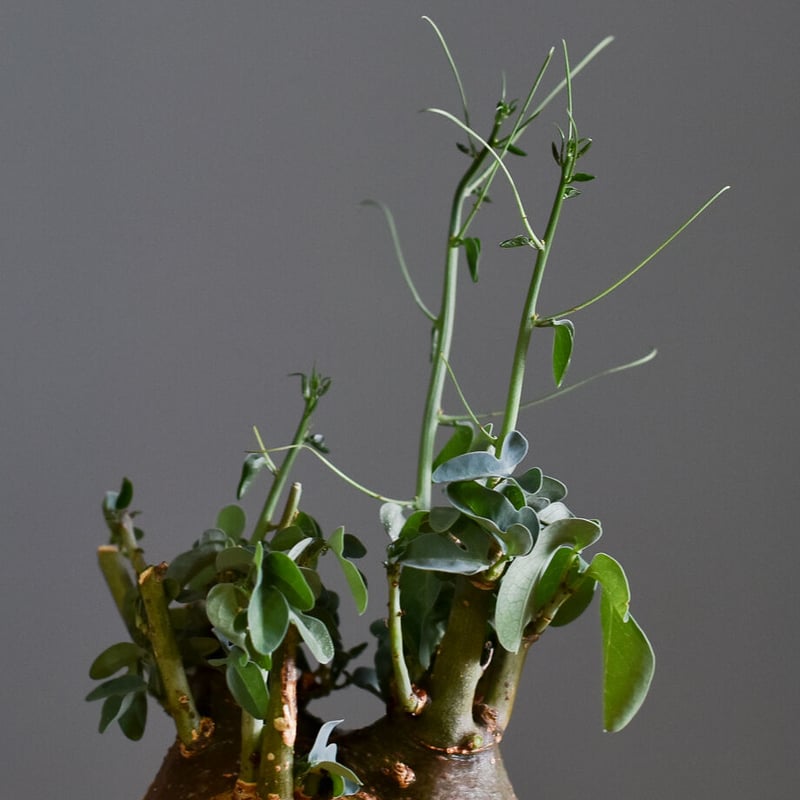 【超大株】アデニアスピノーサ　現地球　発根済み　株パンパンです 超大株】アデニアスピノーサ 現地球 発根済み 株パンパンです