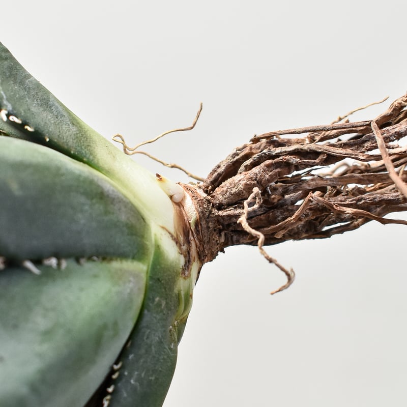 アガベ チタノタ 