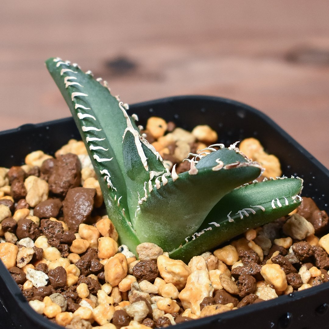 アガベ チタノタ 南アフリカダイヤモンド 