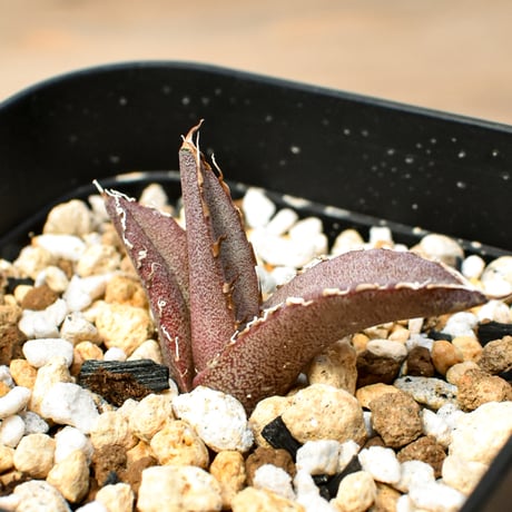 【RAFLUM育成株 5個セット】アガベ Mexico oteroi seeding / オテロイ実生 メキシコ産  【RAFLUM産/実生/子株】E3